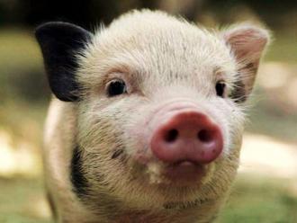 В Ленобласти откроют крупный свинокомплекс стоимостью 1,2 млрд рублей